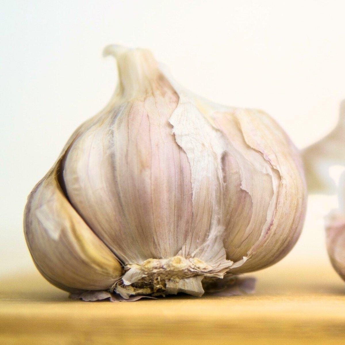 Garlic Blue Music - Hardneck 5# | Leo Berbee Bulb Company